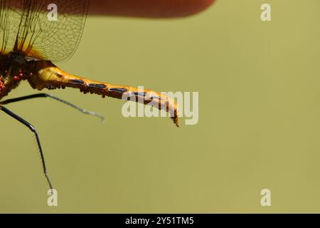 Gestreifter Meadowhawk (Sympetrum pallipes) Insecta Stockfoto