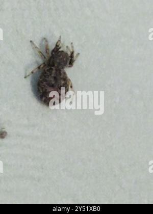 Eichenspringspinne (Ballus chalybeius) Arachnida Stockfoto