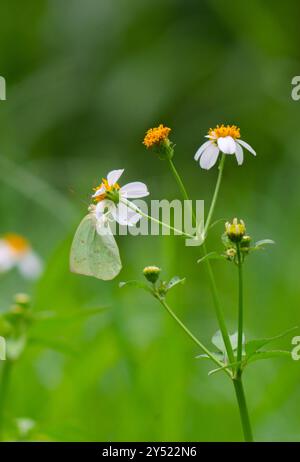 Schmetterlinge auf blühenden Biden Alba Blumen Stockfoto