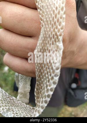 Iberische Grasschlange (Natrix astreptophora) Reptilia Stockfoto