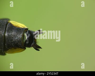 Midland Clubtail (Gomphurus fraternus) Insecta Stockfoto