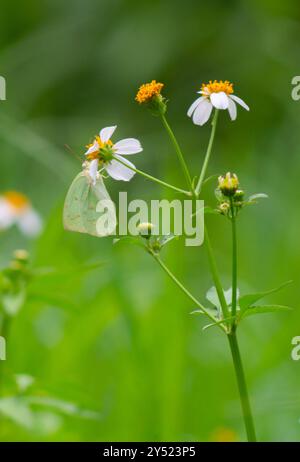 Schmetterlinge auf blühenden Biden Alba Blumen Stockfoto