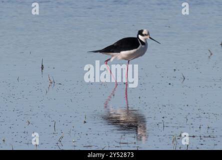 Weissrückenpfahl (Himantopus mexicanus melanurus) Aves Stockfoto