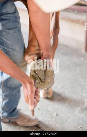 Ein Mann, der die Füße eines Pferdes aussucht Stockfoto