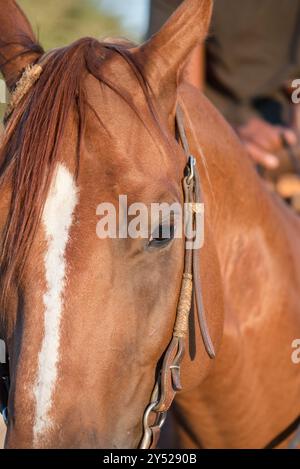In der Nähe von Pferden Auge Stockfoto