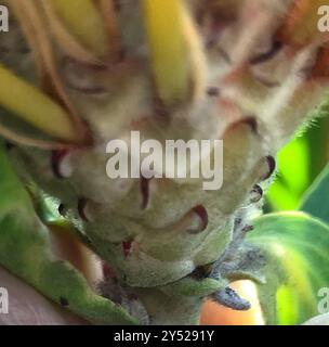 Outeniqua Pincushion (Leucospermum glabrum) Plantae Stockfoto