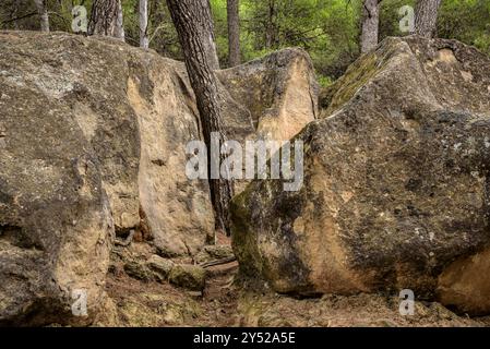 Tina de l'Amorriador, ein in den Felsen gegrabener behälter in der Nähe der Ebene von Pla de Sant Pere, in Navàs (Bages, Barcelona, ​​Catalonia, Spanien) Stockfoto