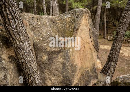 Tina de l'Amorriador, ein in den Felsen gegrabener behälter in der Nähe der Ebene von Pla de Sant Pere, in Navàs (Bages, Barcelona, ​​Catalonia, Spanien) Stockfoto