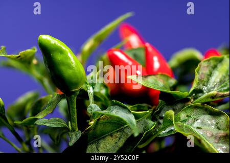 Rote Chili-Paprika auf blauem Hintergrund Stockfoto