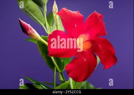 Blühende Dipladenia rot auf violettem Hintergrund Stockfoto