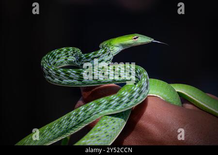 Asiatische Weinstock Schlange (Ahaetulla prasina) Stockfoto