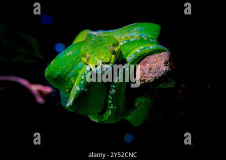 Grüner Baum phyton auf Ast porträtieren Stockfoto