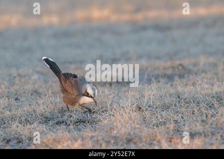 Ein einsamer, grau gekrönter Babbler steht auf einem Stück Gras, der gerade ein kleines Insekt in seinem gebogenen Schnabel gefangen hat. Stockfoto