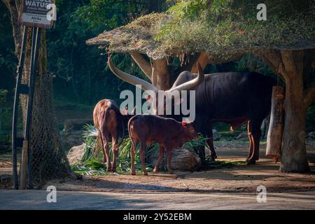 watusi Kühe auf der Prärie Stockfoto