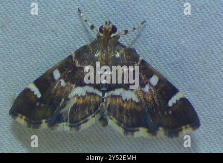 Gefleckte Rüben Webworm Moth (Hymenia perspectalis) Insecta Stockfoto