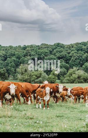 Rinderkühe, die auf Weide weiden Stockfoto