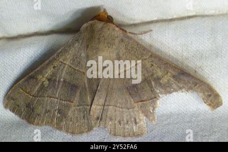 Rot gesäumte Panopoda Moth (Panopoda rufimargo) Insecta Stockfoto