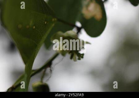 Doppelblume Passionsblume (Passiflora biflora) Plantae Stockfoto