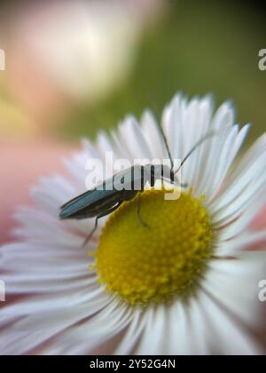 (Oedemera lurida) Insecta Stockfoto