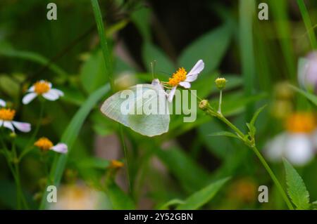 Schmetterlinge auf blühenden Biden Alba Blumen Stockfoto