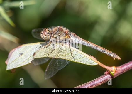 Common Darter Libelle (Sympetrum striolatum) weiblich, UK Stockfoto
