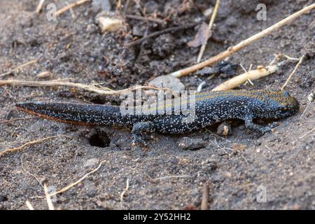 Riesenmolch (Triturus cristatus), eine geschützte Amphibienart im Vereinigten Königreich Stockfoto