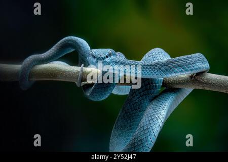 Trimeresurus insularis ist giftige Grubenvipern Stockfoto