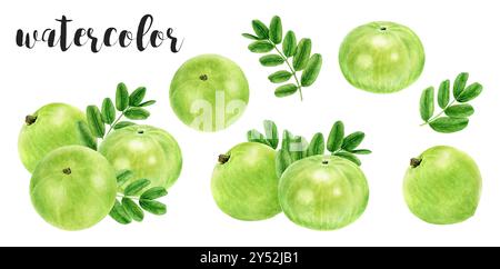 Handgemalte Amla Beeren und Blätter Botanische Illustration in Aquarell Stockfoto