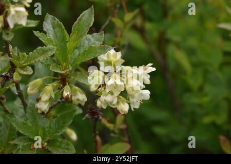 Weißblütige Rhododendron (Rhododendron albiflorum) Plantae Stockfoto