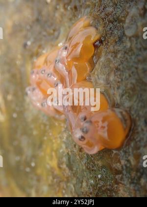 Plainfin Midshipman (Porichthys notatus) Actinopterygii Stockfoto