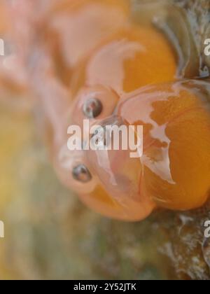 Plainfin Midshipman (Porichthys notatus) Actinopterygii Stockfoto
