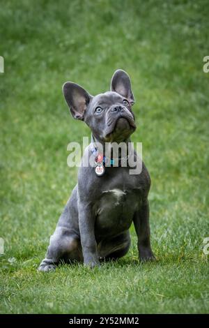 Ein junger französischer Bulldogge sitzt auf dem grünen Gras Stockfoto