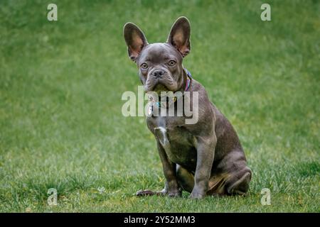 Ein junger französischer Bulldogge sitzt auf dem grünen Gras Stockfoto