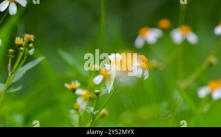 Schmetterlinge auf blühenden Biden Alba Blumen Stockfoto