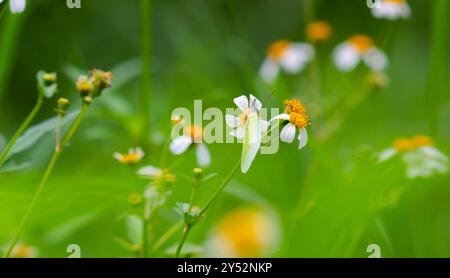 Schmetterlinge auf blühenden Biden Alba Blumen Stockfoto