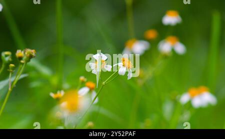 Schmetterlinge auf blühenden Biden Alba Blumen Stockfoto