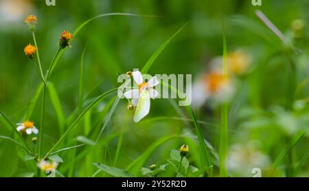 Schmetterlinge auf blühenden Biden Alba Blumen Stockfoto