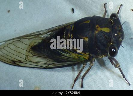 Lyrik Cicada (Neotibicen lyricen) Insecta Stockfoto