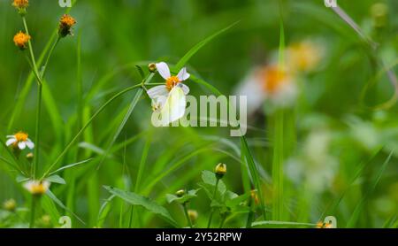 Schmetterlinge auf blühenden Biden Alba Blumen Stockfoto