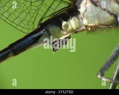 Midland Clubtail (Gomphurus fraternus) Insecta Stockfoto