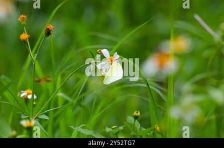 Schmetterlinge auf blühenden Biden Alba Blumen Stockfoto
