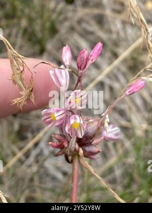 FeldKnoblauch (Allium oleraceum) Plantae Stockfoto