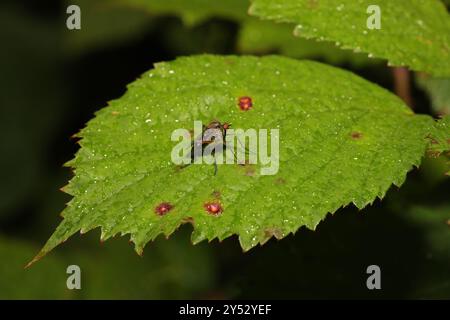 (Empis livida) Insecta Stockfoto