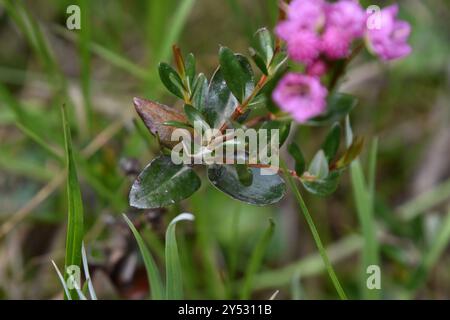 Westlicher Bog Laurel (Kalmia microphylla) Plantae Stockfoto