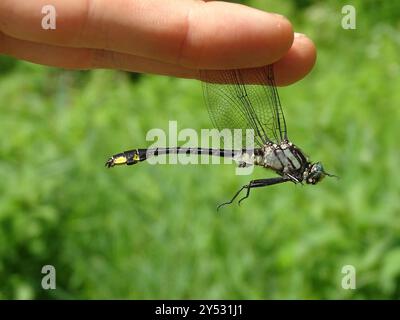 Midland Clubtail (Gomphurus fraternus) Insecta Stockfoto