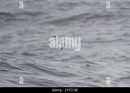 Gabelschwanzsturm-Petrel (Hydrobates furcatus) Aves Stockfoto