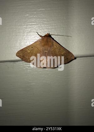 Rot gesäumte Panopoda Moth (Panopoda rufimargo) Insecta Stockfoto