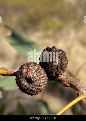 Desert Bloodwood (Corymbia terminalis) Plantae Stockfoto