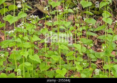 Eine Gruppe von Alliaria petiolata oder Jack an der Hecke blüht im Frühling auf einem schattigen Waldufer Stockfoto