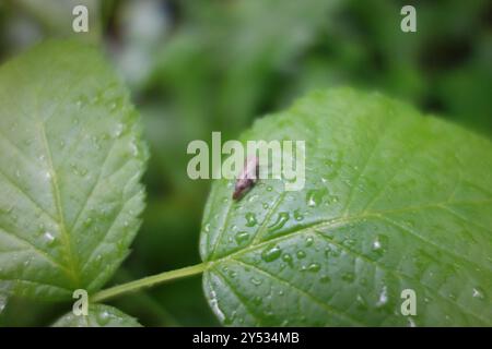 Alder Spittlebug (Aphrophora alni) Insecta Stockfoto